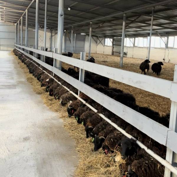 В Карачаево-Черкесии открыли крупнейшую в СКФО площадку откорма овец